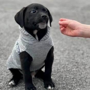 Mixed Breed Dogs Available for Adoption - Tux | PetCurious