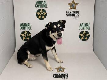 AIDEN -  Siberian Husky and Mixed Breed Dog for Adoption in Winter Haven, Florida - AIDEN | PetCurious