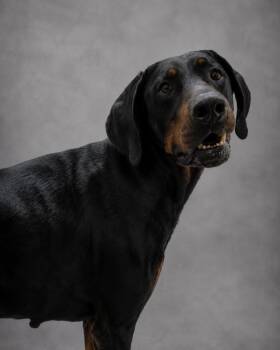 Odie -  Doberman Pinscher Dog for Adoption in Hardeeville, South Carolina - Odie | PetCurious