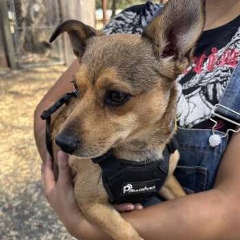 Sugar -  Chihuahua Dog for Adoption in Sonoma, California - Sugar | PetCurious