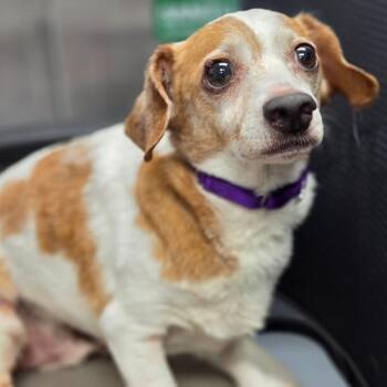 Crouton -  Mixed Breed Dog for Adoption in Sarasota, Florida - Crouton | PetCurious