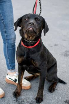 Rottweiler and Labrador Retriever Dogs Available for Adoption - Chuck | PetCurious