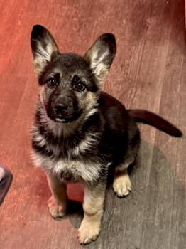 German Shepherd Dog Dogs Available for Adoption - Delta | PetCurious