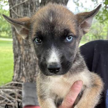Nash -  Husky and Dutch Shepherd Dog for Adoption in Pittsburg, Kansas - Nash | PetCurious