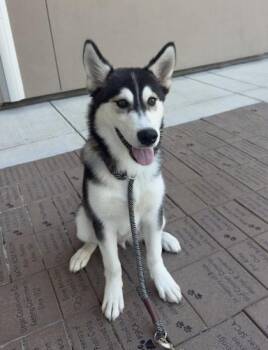 Brussel Sprout -  Husky and Mixed Breed Dog for Adoption in Roseville, California - Brussel Sprout | PetCurious