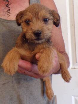 HARLIN -  Schnauzer and Chihuahua Dog for Adoption in Corona, California - HARLIN | PetCurious