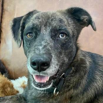 Jolee -  Australian Shepherd Dog for Adoption in Austin, Texas - Jolee | PetCurious