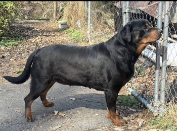 Rottweiler Dogs Available for Adoption in Chapel Hill, North Carolina - ROXXIE | PetCurious