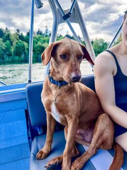 Rhodesian Ridgeback and Labrador Retriever Dogs Available for Adoption in Portland, Oregon - Coco | PetCurious