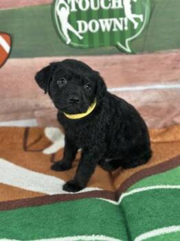 Rottweiler and Mixed Breed Dogs Available for Adoption - Safety | PetCurious