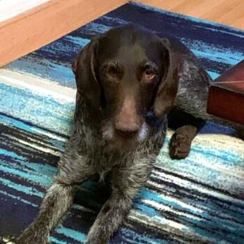 Rescue German Wirehaired Pointer Dogs for Adoption in Santa Rosa, California - Tessa (Duncannon, Pennsylvania) | PetCurious