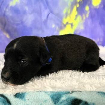 Copper - Michael -  Mixed Breed Dog for Adoption in Hamilton, Georgia - Copper - Michael | PetCurious