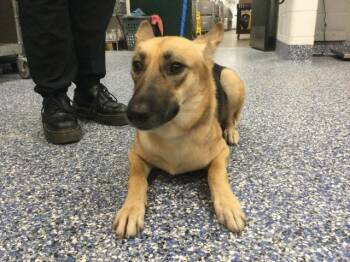 LOU ANNE -  German Shepherd Dog Dog for Adoption in Thousand Palms, California - LOU ANNE | PetCurious