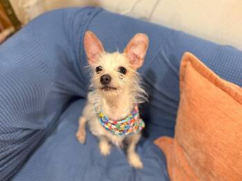 Timmy Turner -  Chihuahua and Wirehaired Terrier Dog for Adoption in Friendswood, Texas - Timmy Turner | PetCurious