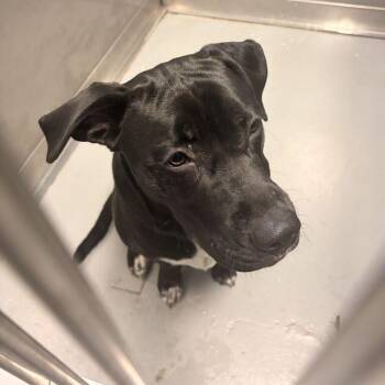 One in a Krillion -  Mixed Breed Dog for Adoption in Davenport, Iowa - One In A Krillion | PetCurious