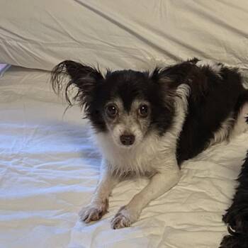 Bella -  Chihuahua Dog for Adoption in Hinesville, Georgia - Bella | PetCurious