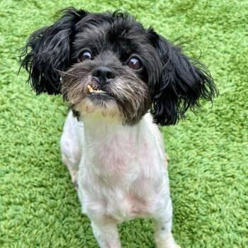 Dice -  Mixed Breed Dog for Adoption in Matteson, Illinois - Dice | PetCurious