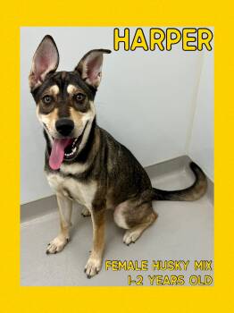 Rescue Husky Dogs for Adoption in Danville, Indiana - Harper | PetCurious