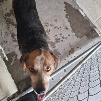 Mayla -  Hound and Labrador Retriever Dog for Adoption in Starkville, Mississippi - Mayla | PetCurious