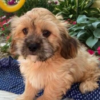 Wynn (#378) -  Shih Tzu and Cavalier King Charles Spaniel Dog for Adoption in Twin Lakes, Wisconsin - Wynn (#378) | PetCurious