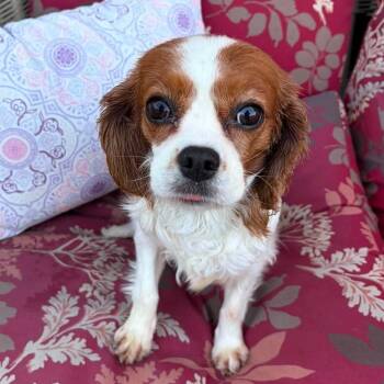 Mary Jane -  Cavalier King Charles Spaniel Dog for Adoption in Brockport, New York - Mary Jane | PetCurious