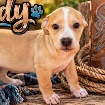 Rowdy -  Labrador Retriever and Mixed Breed Dog for Adoption in Grand Junction, Colorado - Rowdy | PetCurious