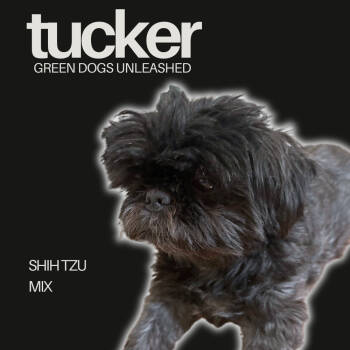 Rescue Shih Tzu Dogs for Adoption in Troy, Virginia - Tucker | PetCurious