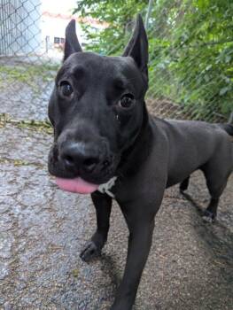 Rescue Thai Ridgeback Dogs for Adoption in Ottawa, Illinois - Dennis | PetCurious