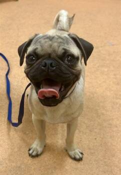 PICKLES -  Pug Dog for Adoption in Martinez, California - PICKLES | PetCurious