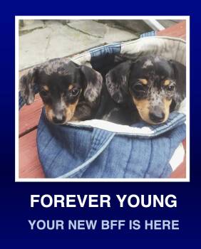 Dachshund Dogs Available for Adoption in Morrisville, Pennsylvania - Dottie & Dashell | PetCurious
