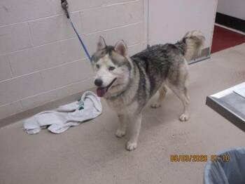Smokey (24) -  Siberian Husky Dog for Adoption in Marietta, Georgia - Smokey (24) | PetCurious