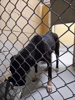 ROSCOE P COLTRANE -  Labrador Retriever and Mixed Breed Dog for Adoption in Tulsa, Oklahoma - ROSCOE P COLTRANE | PetCurious