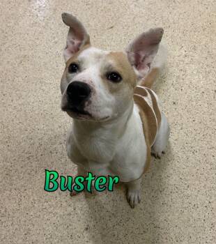 Buster -  Terrier Dog for Adoption in Muncie, Indiana - Buster | PetCurious