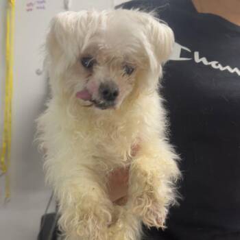 Poodle Dogs Available for Adoption - ACHOO | PetCurious