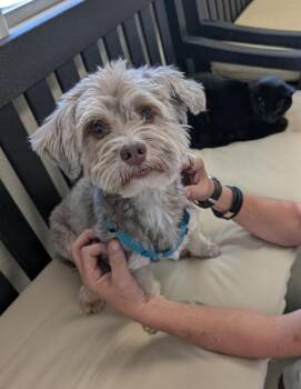 Rescue Havanese Dogs for Adoption in Cumming, Georgia - Spud In FL | PetCurious
