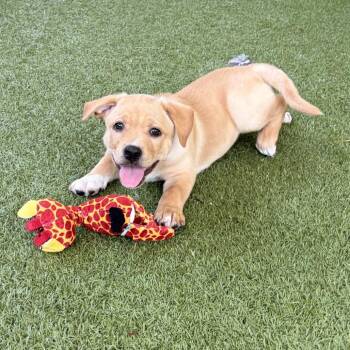 Labrador Retriever and Husky Dogs Available for Adoption in West Palm Beach, Florida - BOOMERANG | PetCurious