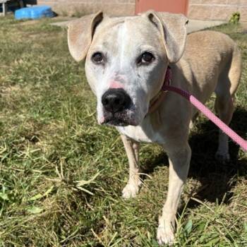 Rescue Pit Bull Terrier and Mixed Breed Dogs for Adoption in Quakertown, Pennsylvania - Molly | PetCurious