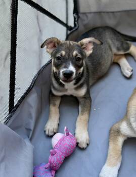Duke -  American Staffordshire Terrier Dog for Adoption in Sonora, California - Duke | PetCurious