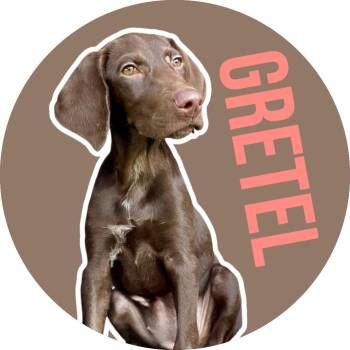 Gretel -  German Shorthaired Pointer Dog for Adoption in Fort Worth, Texas - Gretel | PetCurious