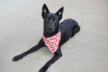 German Shepherd Dog Dogs Available for Adoption in Mckinney, Texas - Heath | PetCurious