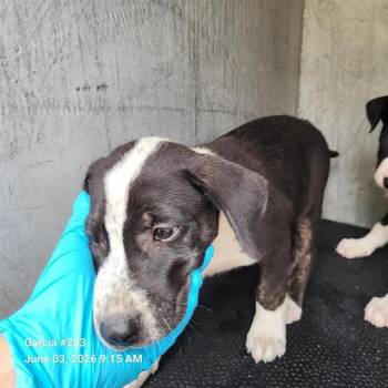 Labrador Retriever Dogs Available for Adoption in San Antonio, Texas - BITS | PetCurious