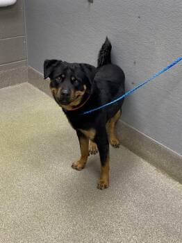 Rottweiler Dogs Available for Adoption in Las Vegas, Nevada - ANDY | PetCurious
