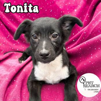 Tonita(Sparkle) -  Labrador Retriever and Mixed Breed Dog for Adoption in Washington, Pennsylvania - Tonita(Sparkle) | PetCurious