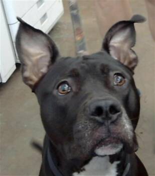 SOOKI -  Mixed Breed Dog for Adoption in Dallas, Texas - SOOKI | PetCurious