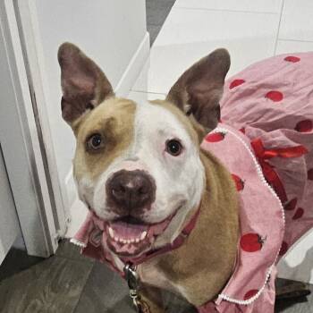 Rescue Mixed Breed Dogs for Adoption in San Francisco, California - Forever | PetCurious