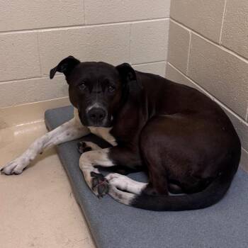 Carl -  Mixed Breed Dog for Adoption in Winston-salem, North Carolina - Carl | PetCurious