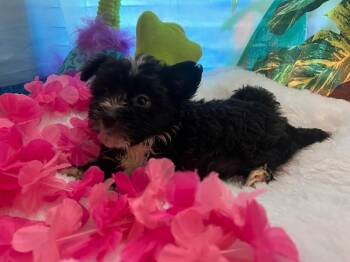 Mahina -  Schnauzer and Terrier Dog for Adoption in Milton, Georgia - Mahina | PetCurious