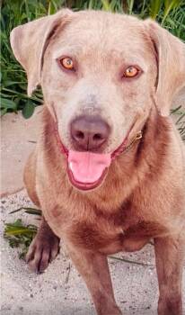 Chesapeake Bay Retriever Dogs Available for Adoption in Garden Valley, Idaho - Sgt Coady | PetCurious
