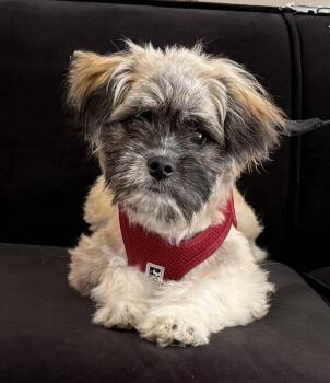 Fozzie Bear -  Shih Tzu Dog for Adoption in Mundelein, Illinois - Fozzie Bear | PetCurious