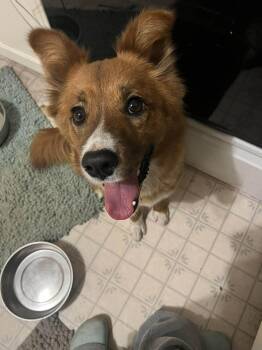 Mixed Breed Dogs Available for Adoption - Foxy | PetCurious